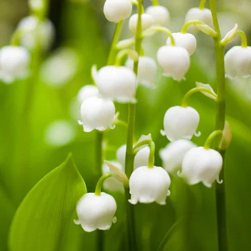 Muguet des Bois 13oz - Bee Coco Candle